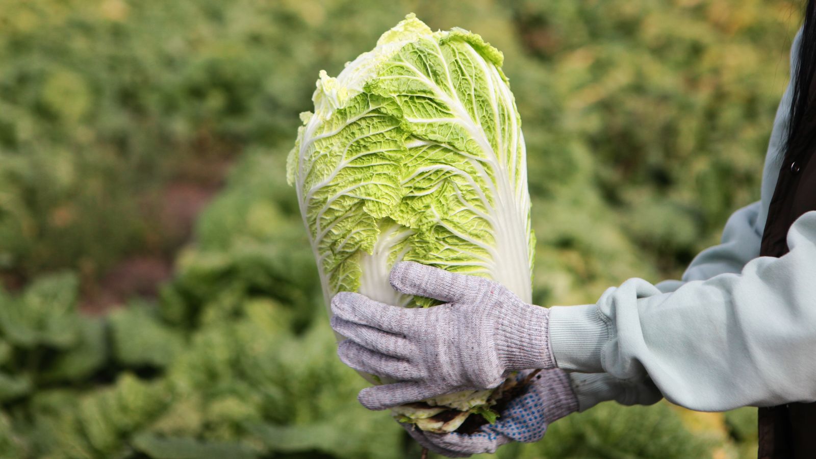 Harvested Brassica rapa subsp. pekinensisn being held by a farmer wearing gloves with other heads appearing green in the background