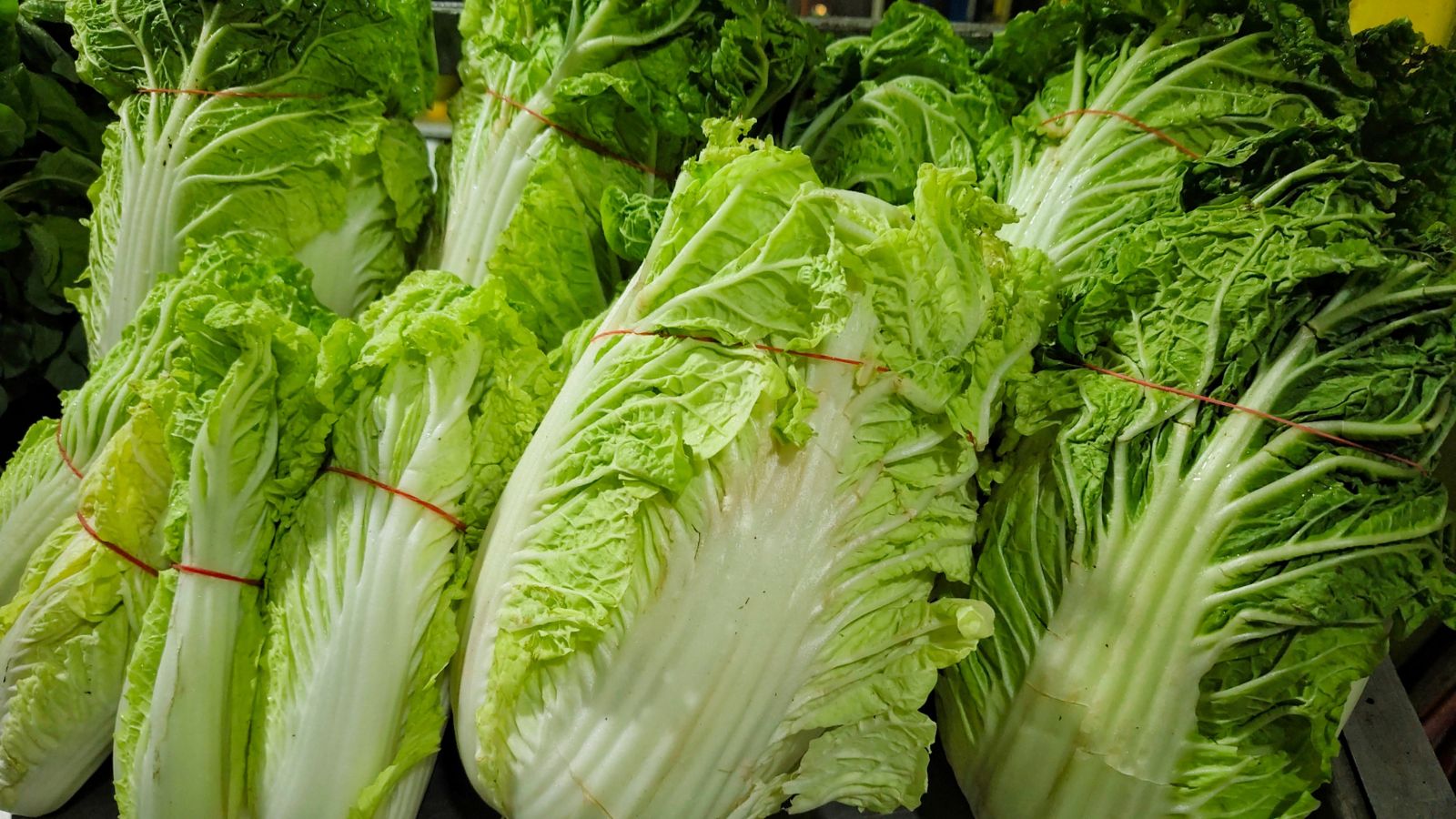Harvested pieces of Brassica rapa subsp. pekinensis, appearing to be a vibrant green with rubber bands placed around each piece