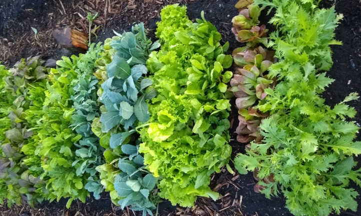 High intensive salad bed