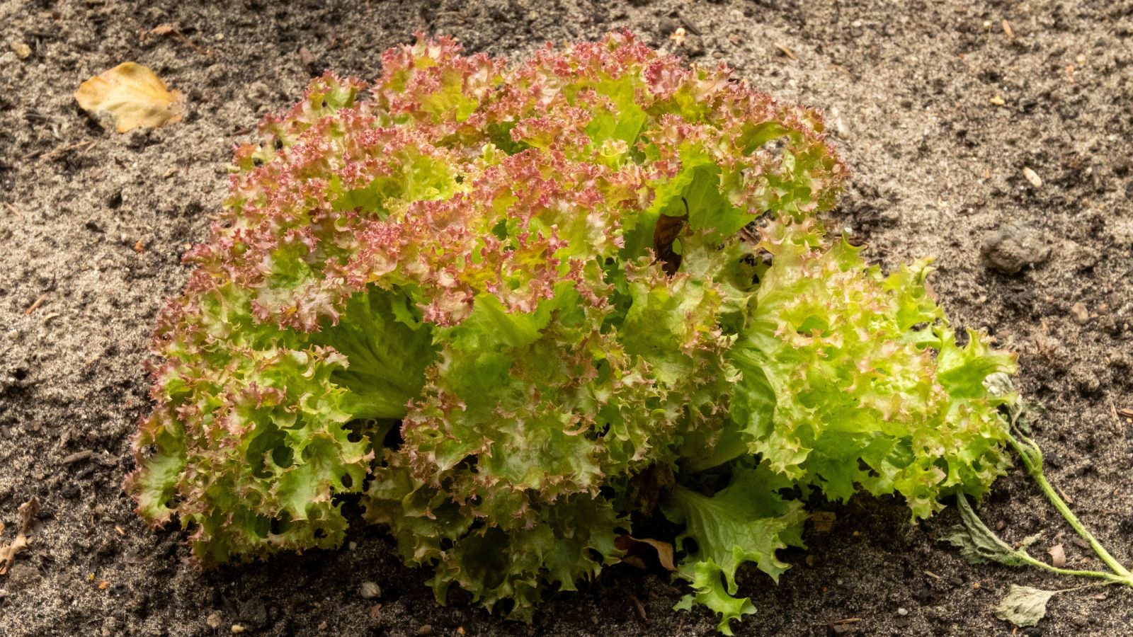 A close-up shot of a small composition of loose green leaves with red tips of the Lollo Rosso crop, placed on rich soil outdoors