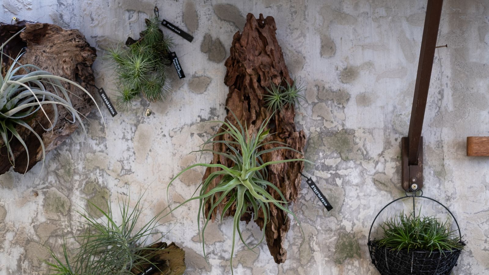 A concrete wall having multiple pieces of wood hung, having plants attached to the pieces of wood