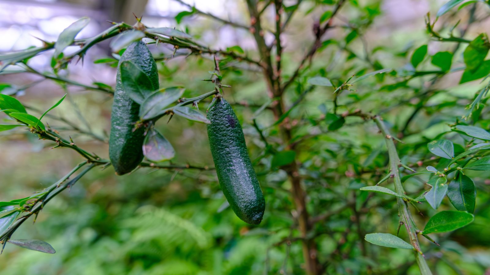 Multiple pieces of Citrus australasica still on the branch, appearing to have textured skin with a deep green hue