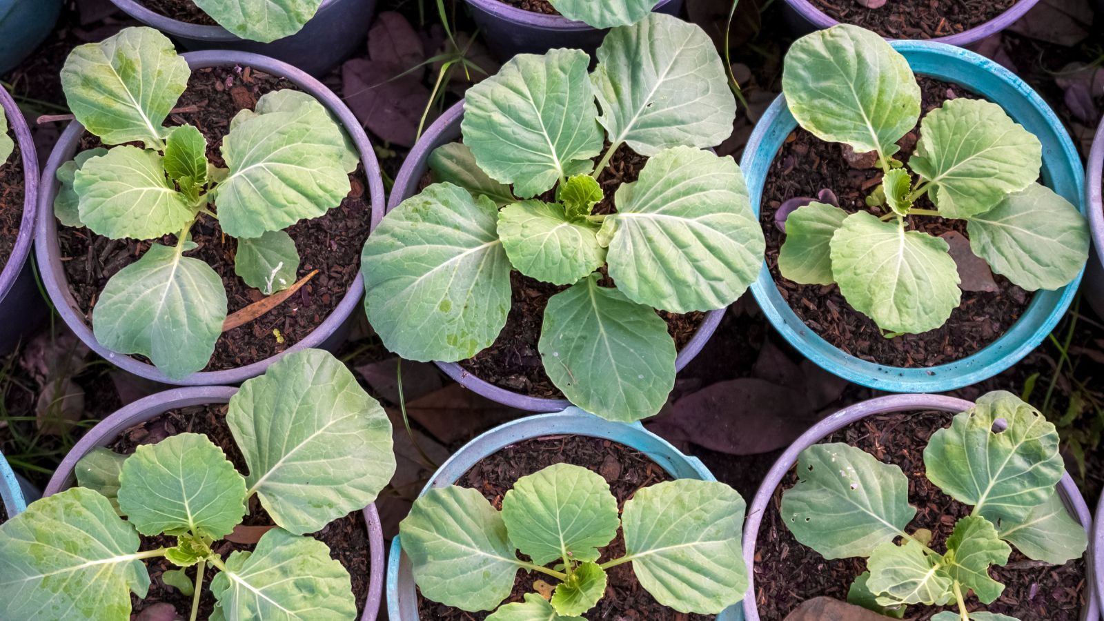 Propagating Brassica oleracea var. viridis, showing small crops with young leaves placed in individual containers