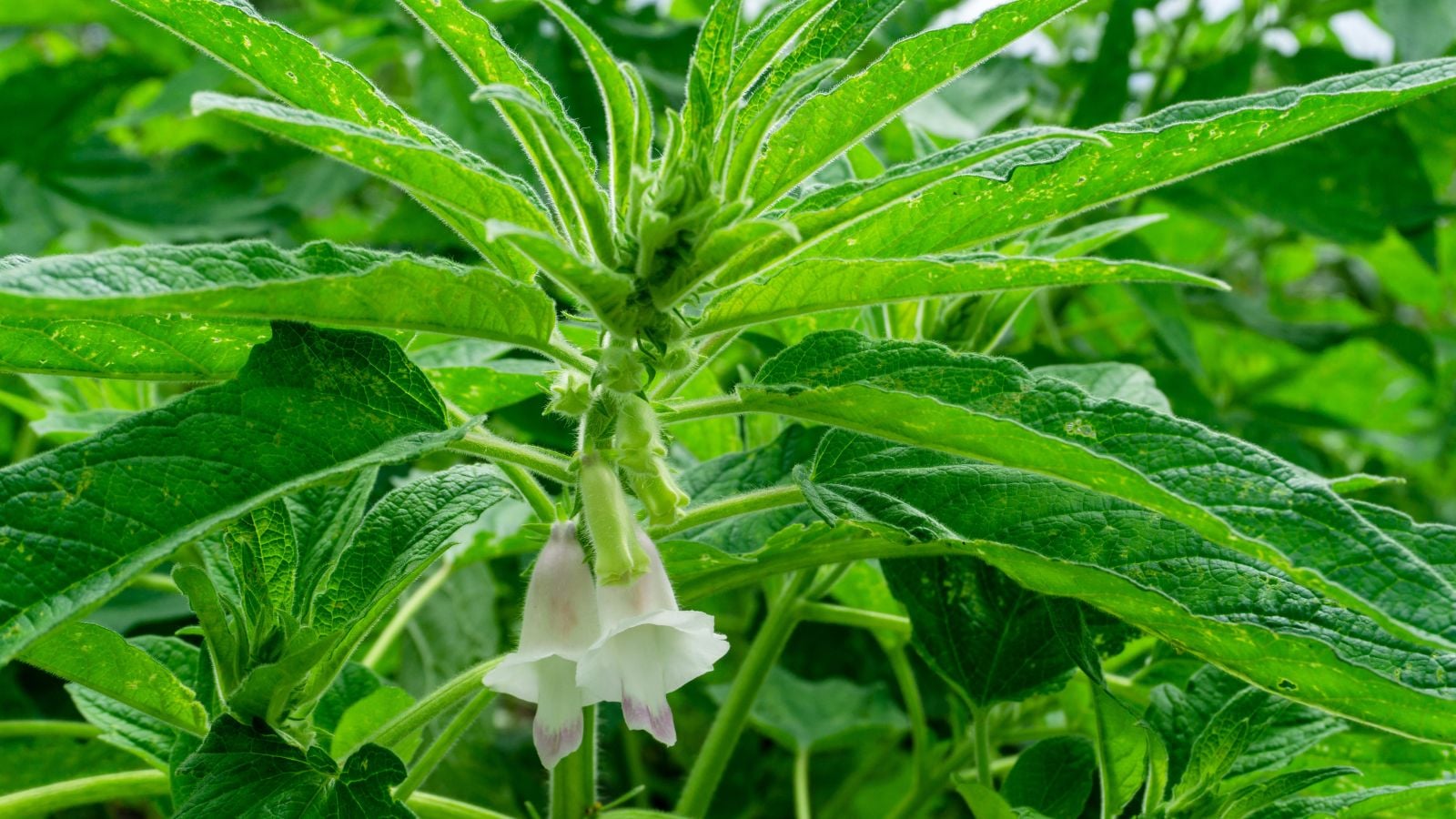 Healthy sesame plant with vivid green textured leaves and white bell-like flowers
