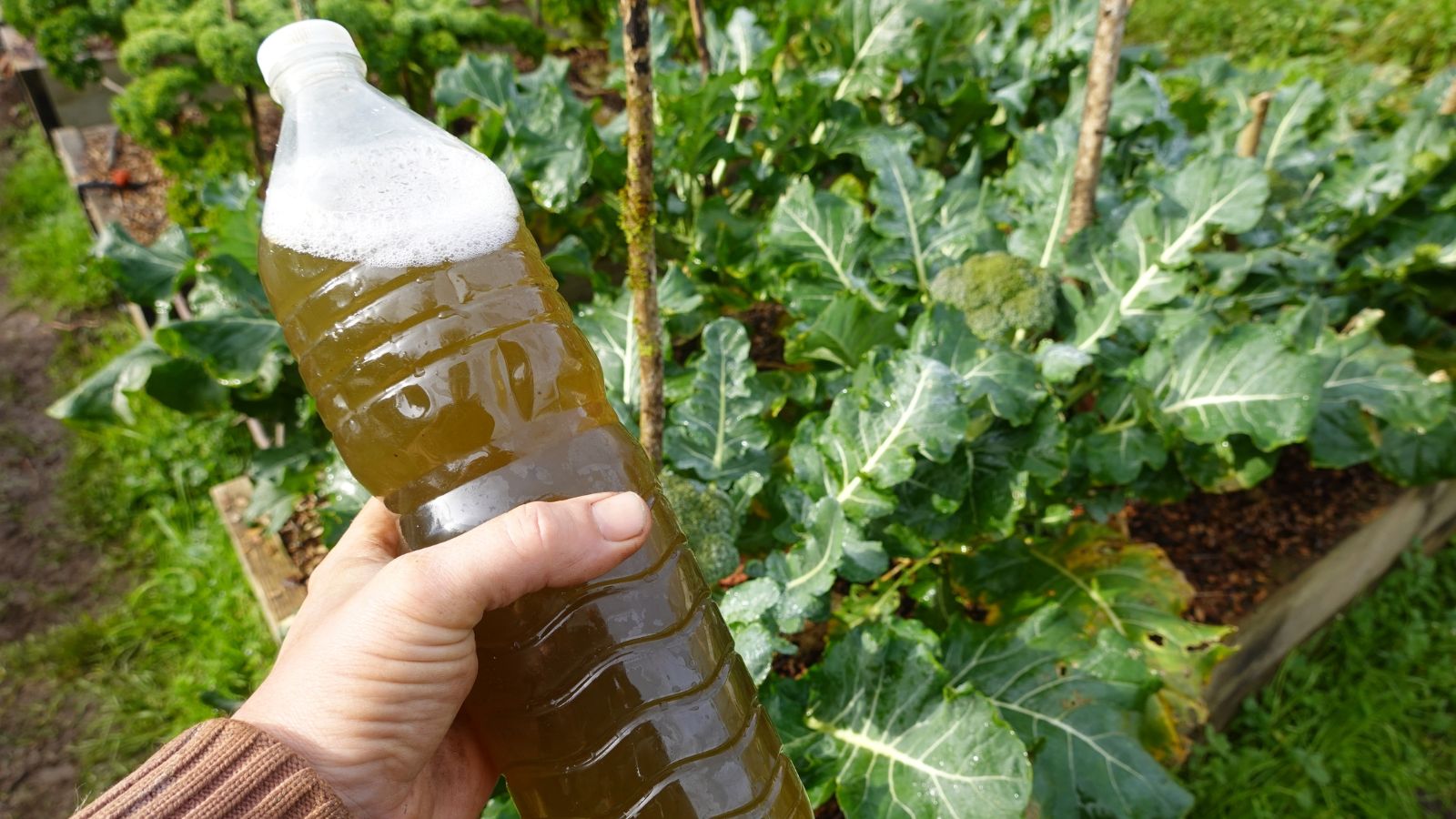 Someone holding a clear bottle with dark-colored liquid, with a bed filled with leafy crops in the background having wooden containers