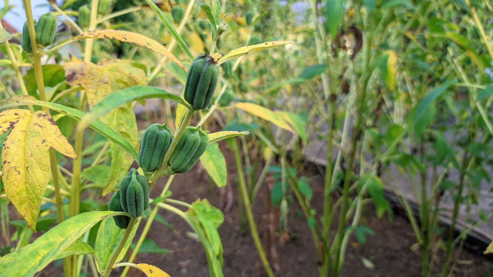 Sturdy looking Sesamum indicum with yellowish leaves and vibrant green fruits