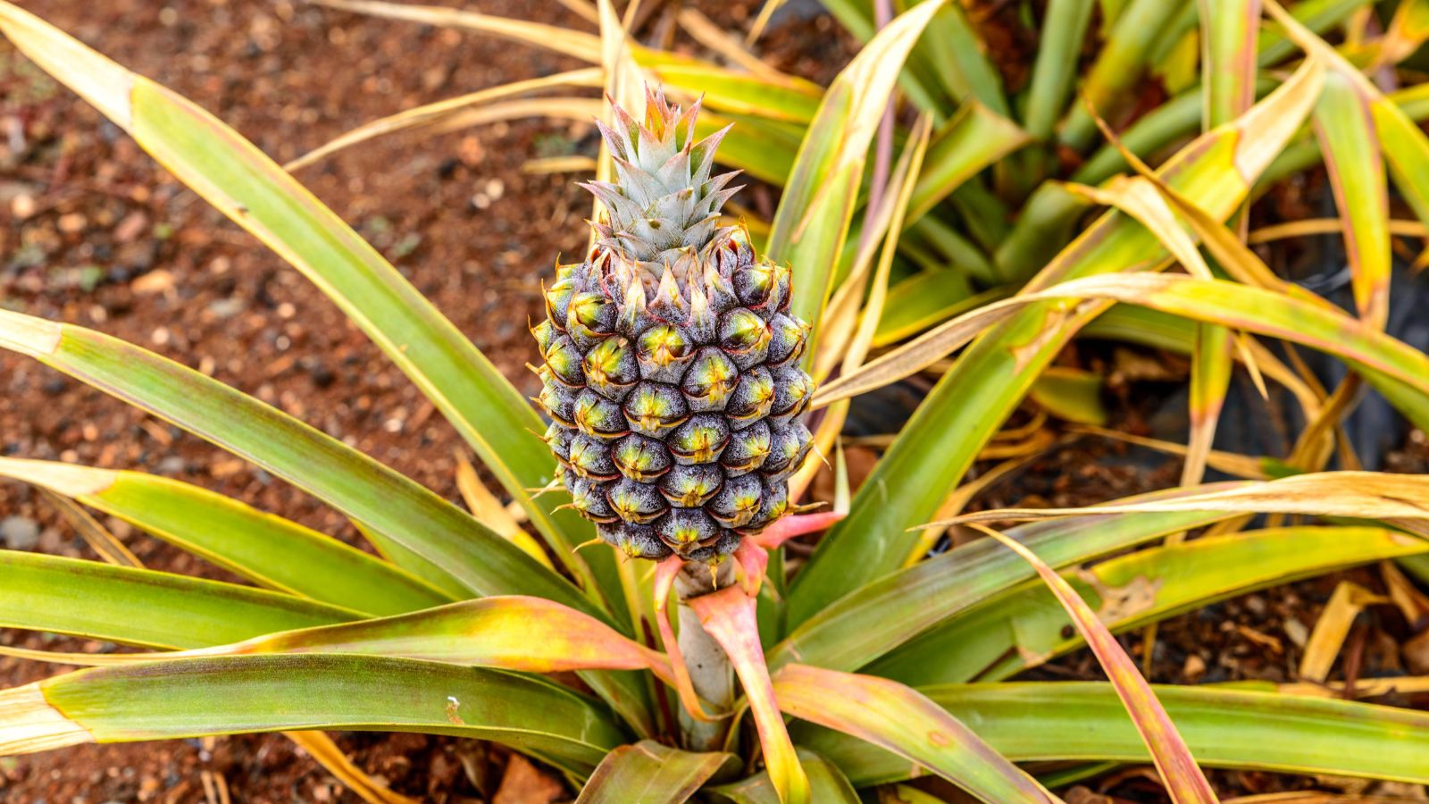 A Ananas comosus plant with a fruit that is still unripe and developing on the plant placed somewhere warm