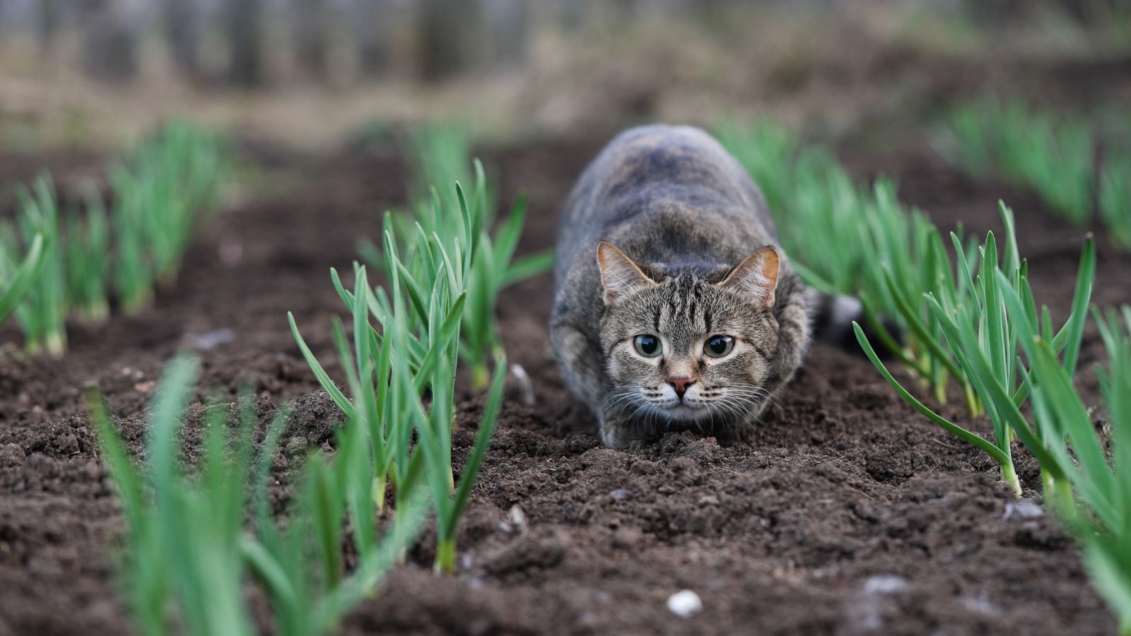A cat crouching in a garden bed with dark brown soil with rows of allium plants
