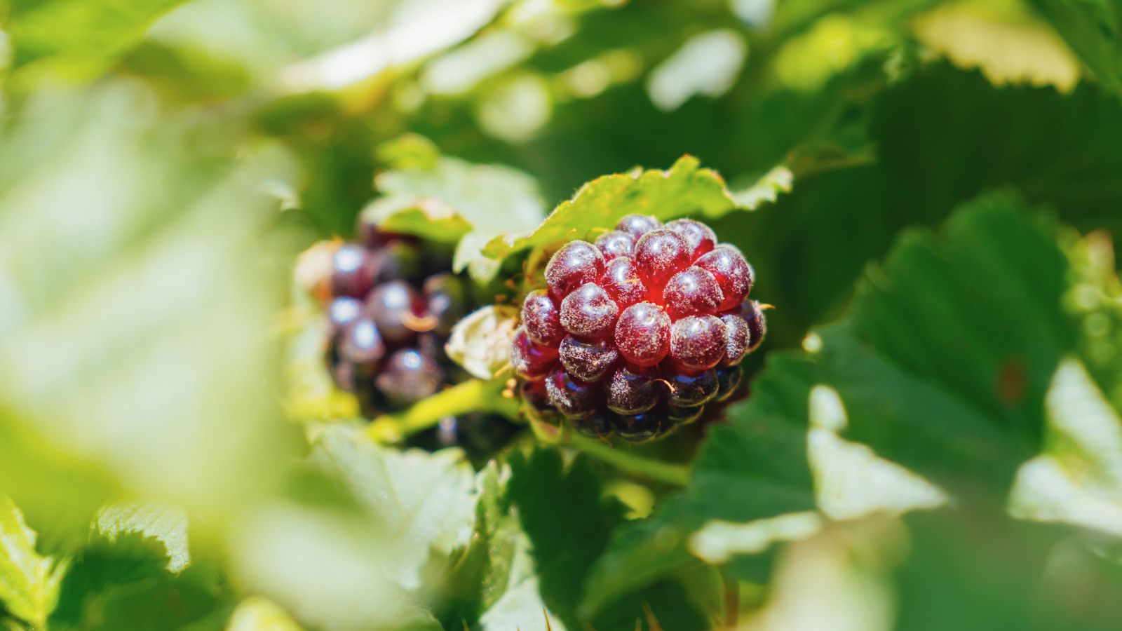 A close-up and macro shot of fruits of a vine in a well lit area outdoors