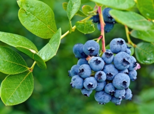 A close-up shot of fruits and leaves of blueberries