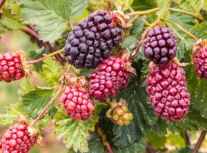 A close-up shot of fruits and leaves of the boysenberry plant