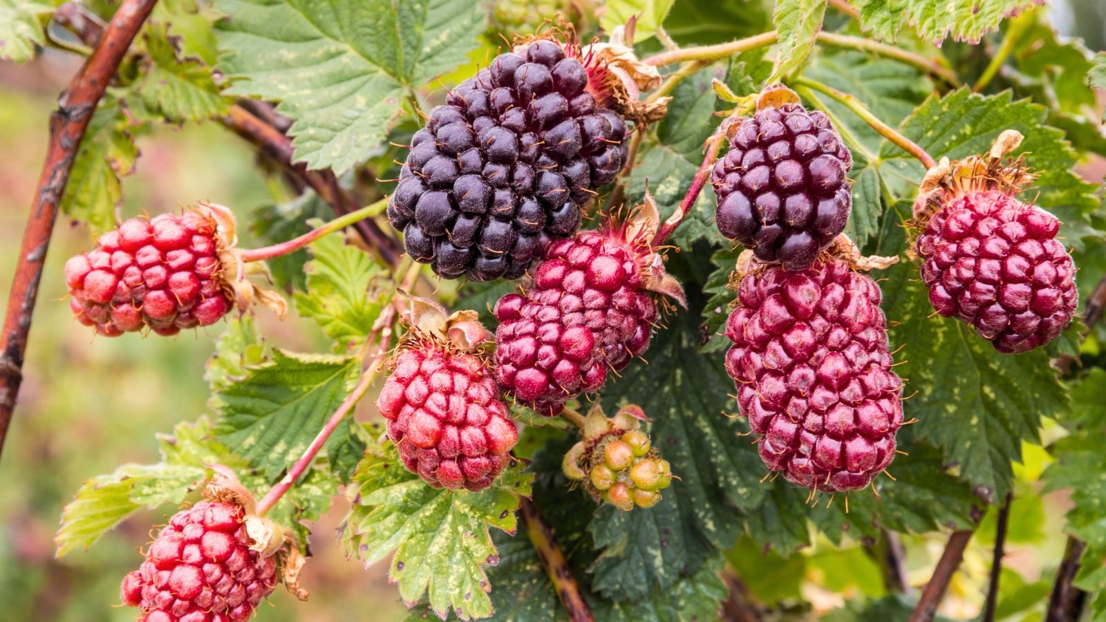 A close-up shot of fruits and leaves of the boysenberry plant