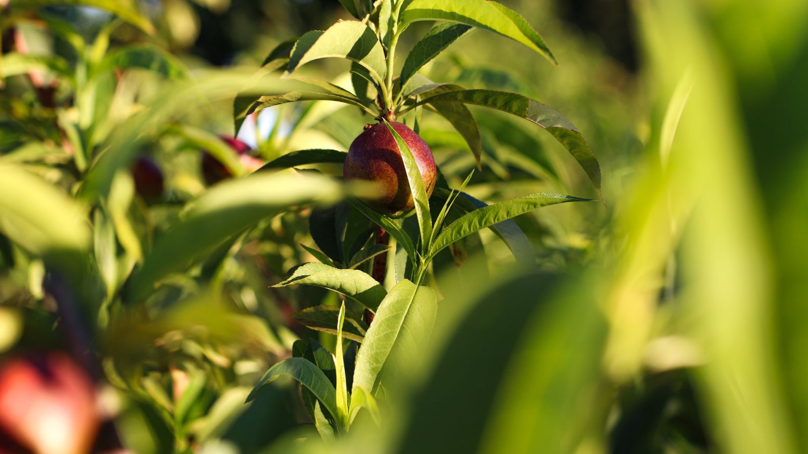 A healthy and strudy Prunus persica var. nucipersica with fruits appearing round and red while surrounded by green leaves