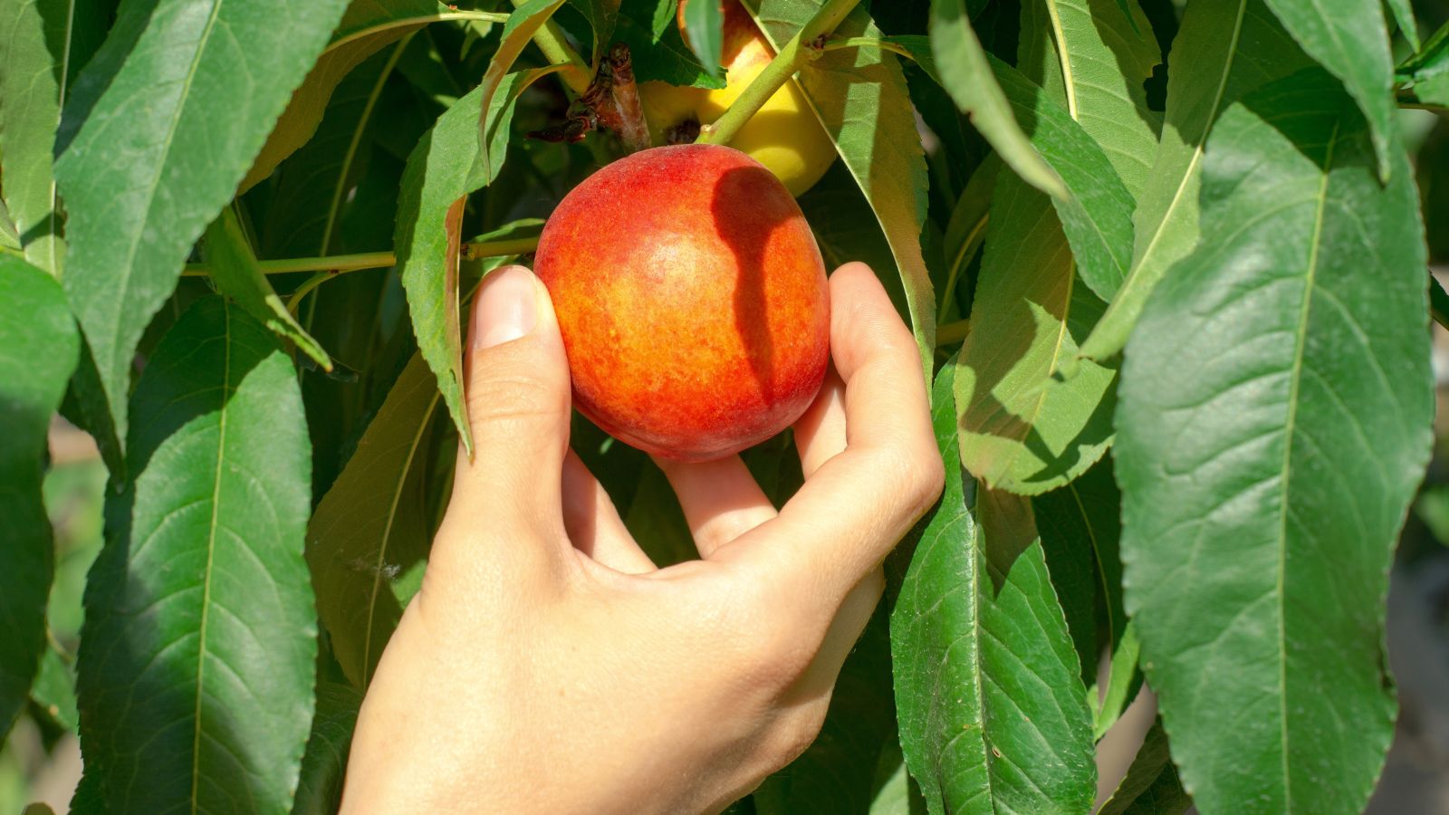 A person using their bare hand to hold and pick a Prunus persica var. nucipersica fruit, appearing lovely under warm light