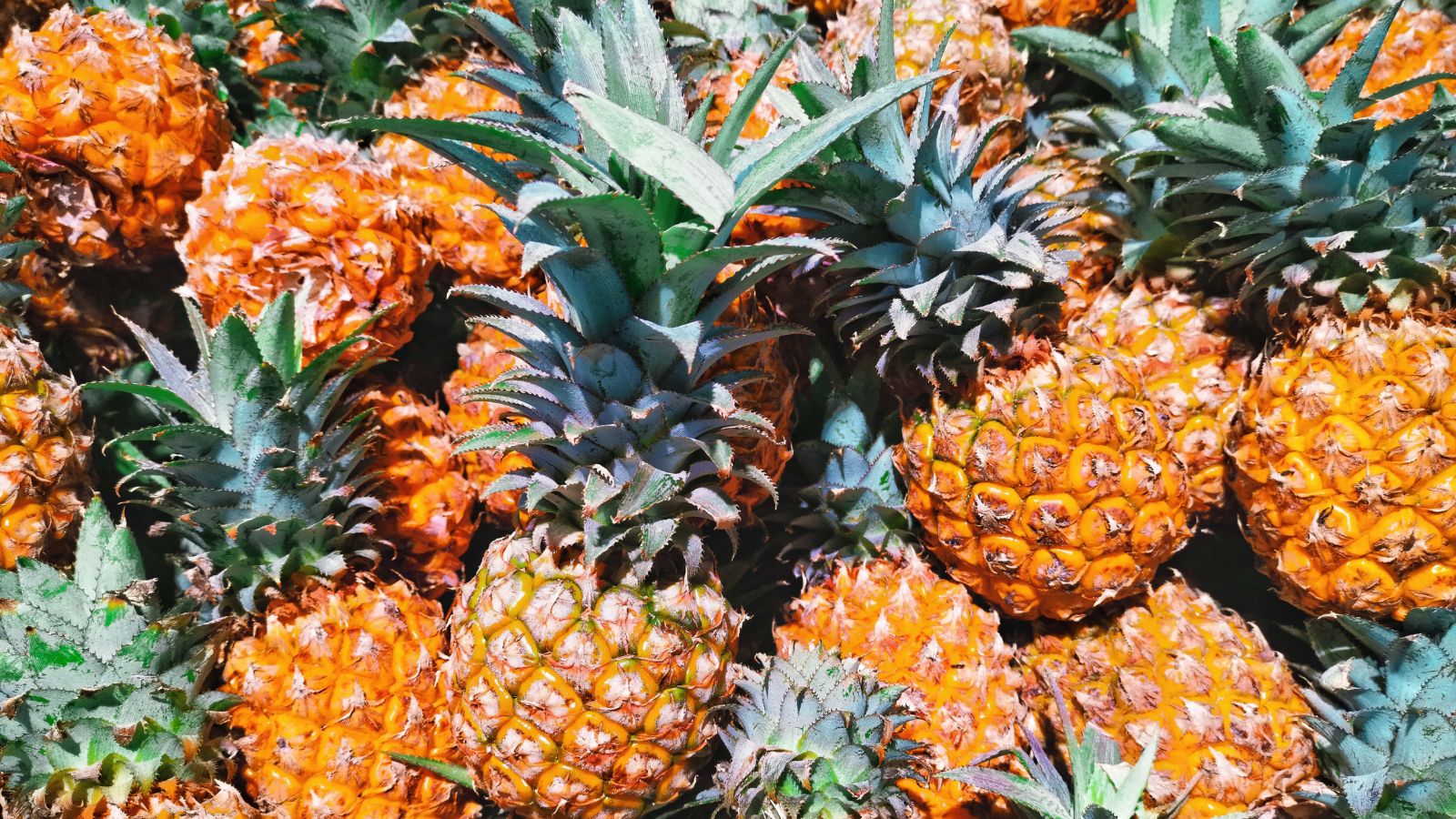 A pile of Ananas comosus fruits, appearing to be freshly harvested and spiky placed on top of one another under bright light