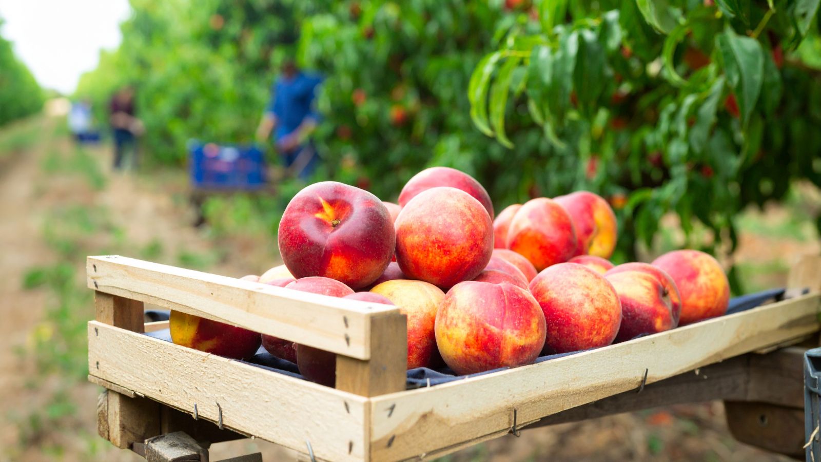 A pile of Prunus persica var. nucipersica fruits placed in a wooden crate, with rows of greenery appearing in the background