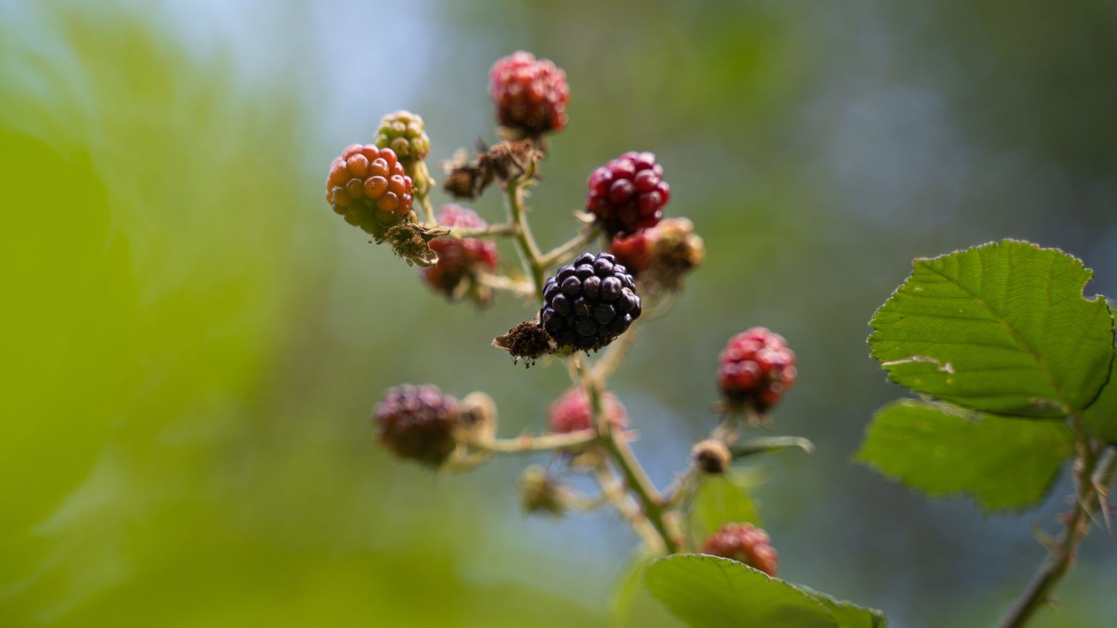 A shot of a branch of a fruit-bearing vine in a well lit area