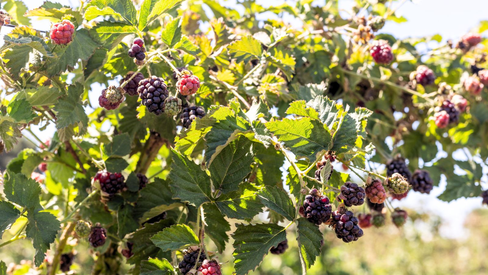 A shot of a developing fruit-bearing vine basking in bright sunlight outdoors