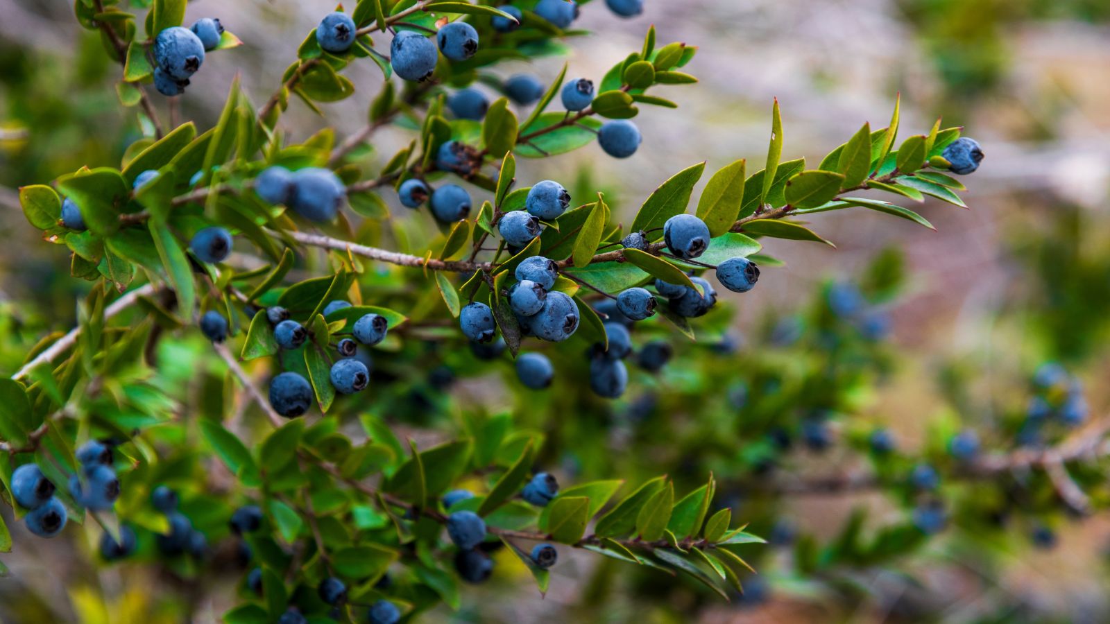 A shot of a developing shrub and its fruits in a well lit area outdoors