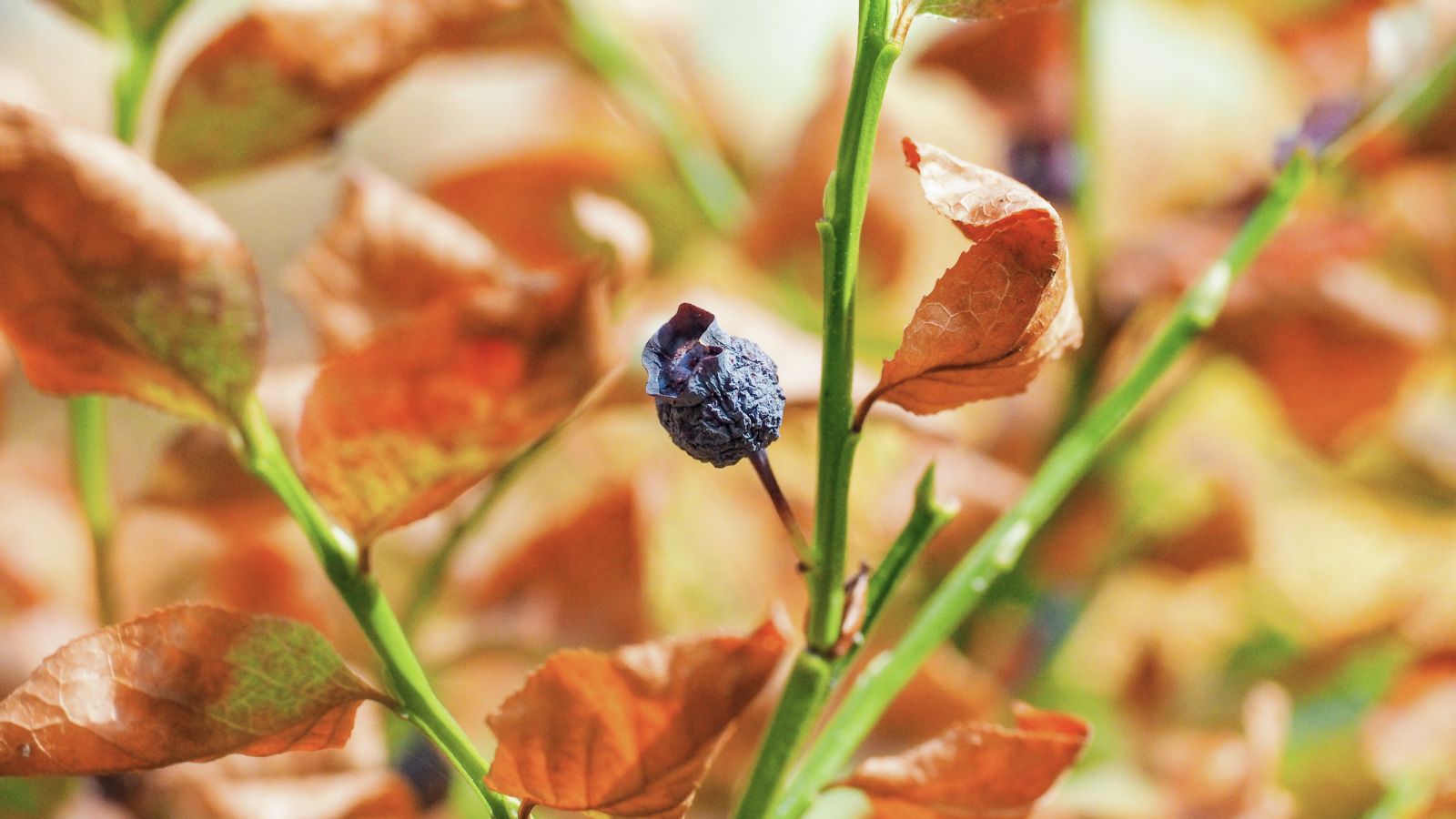A shot of a dried fruits and leaves of a shrub