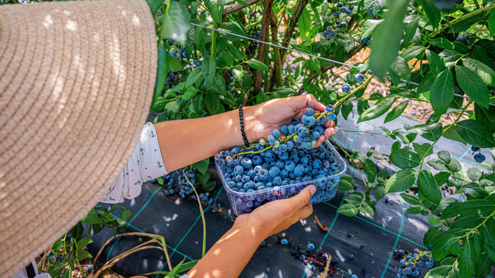 A shot of a person in the process of harvesting fruits in a garden area outdoors