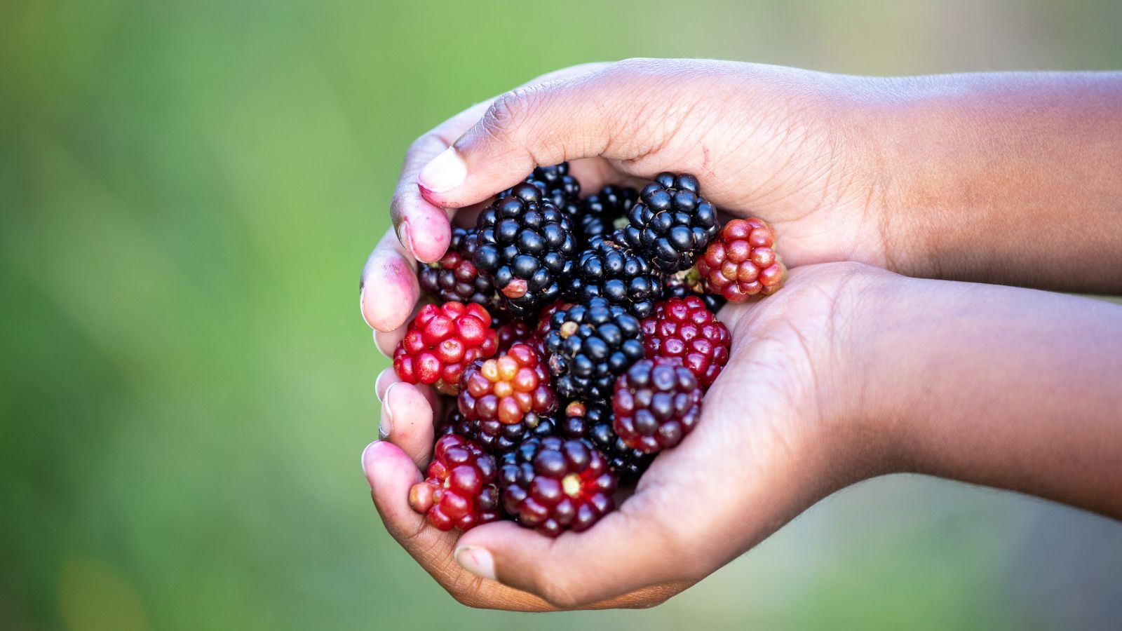 A shot of a person's hand holding piles of fruits in a well lit area