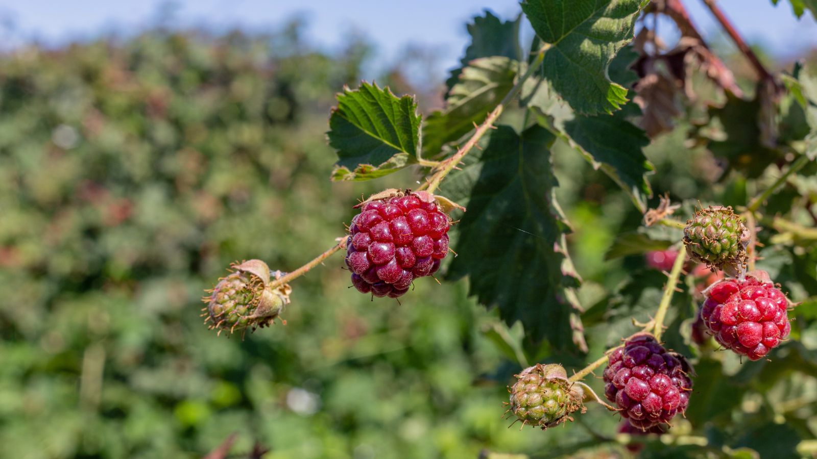 A shot of developing leaves and fruits of a vine in a well lit area outdoors