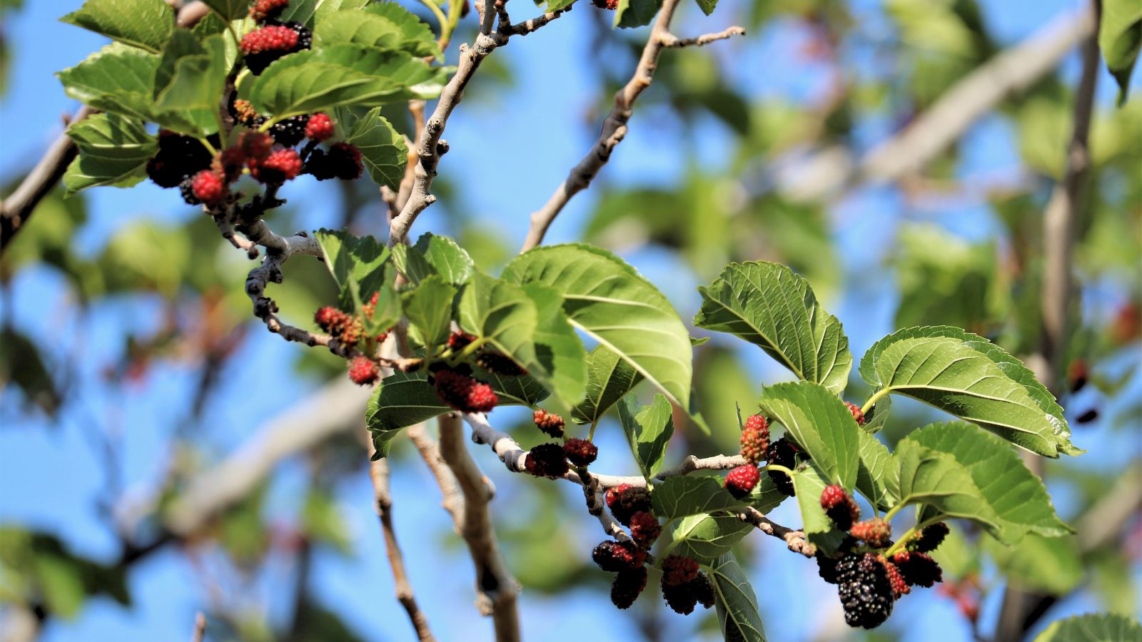 A shot of fruits and leaves on a vine in a well lit area