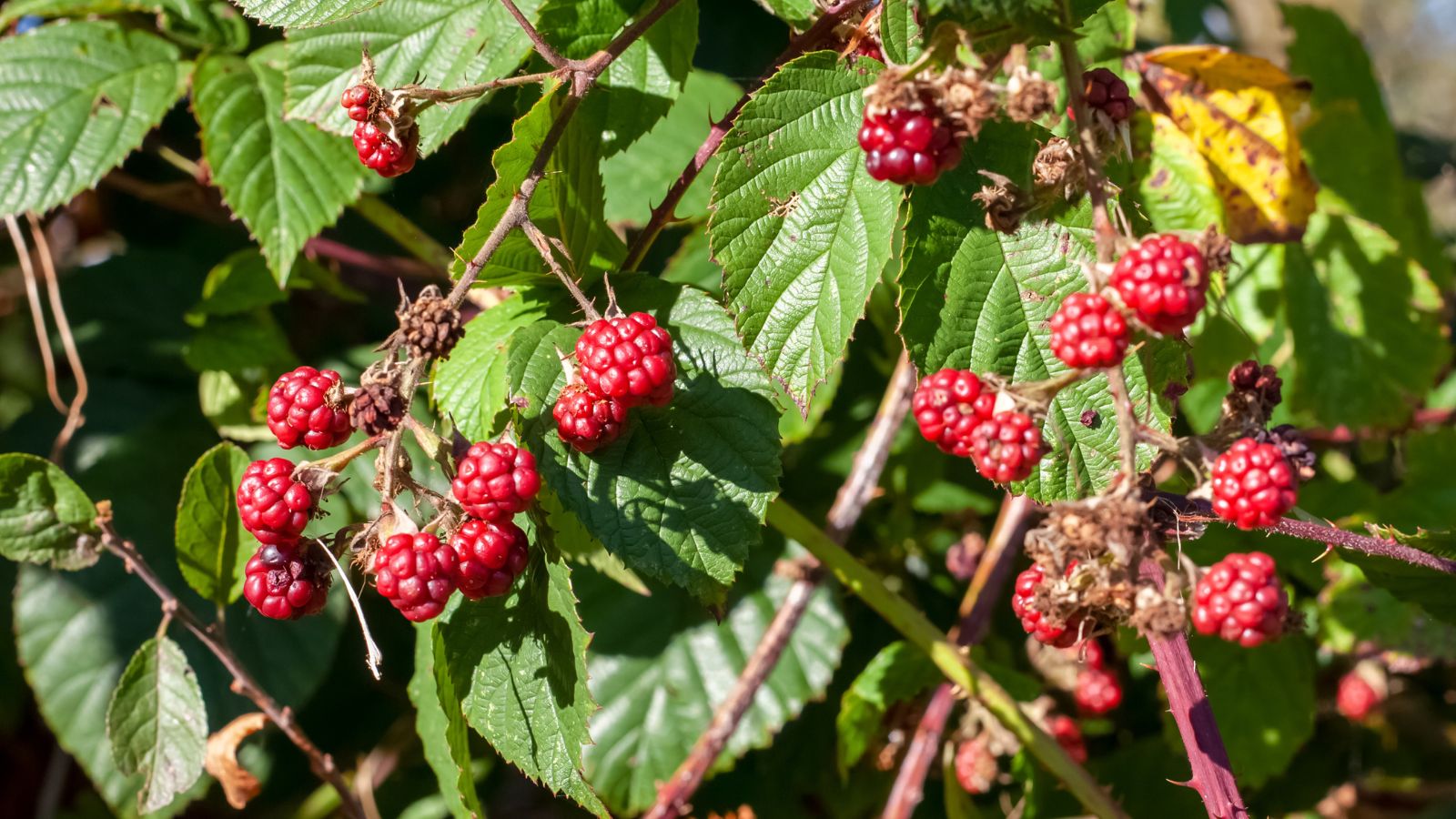 A shot of fruits of a fruit bearing vine, alongside its leaves and branches all in a well lit area outdoors
