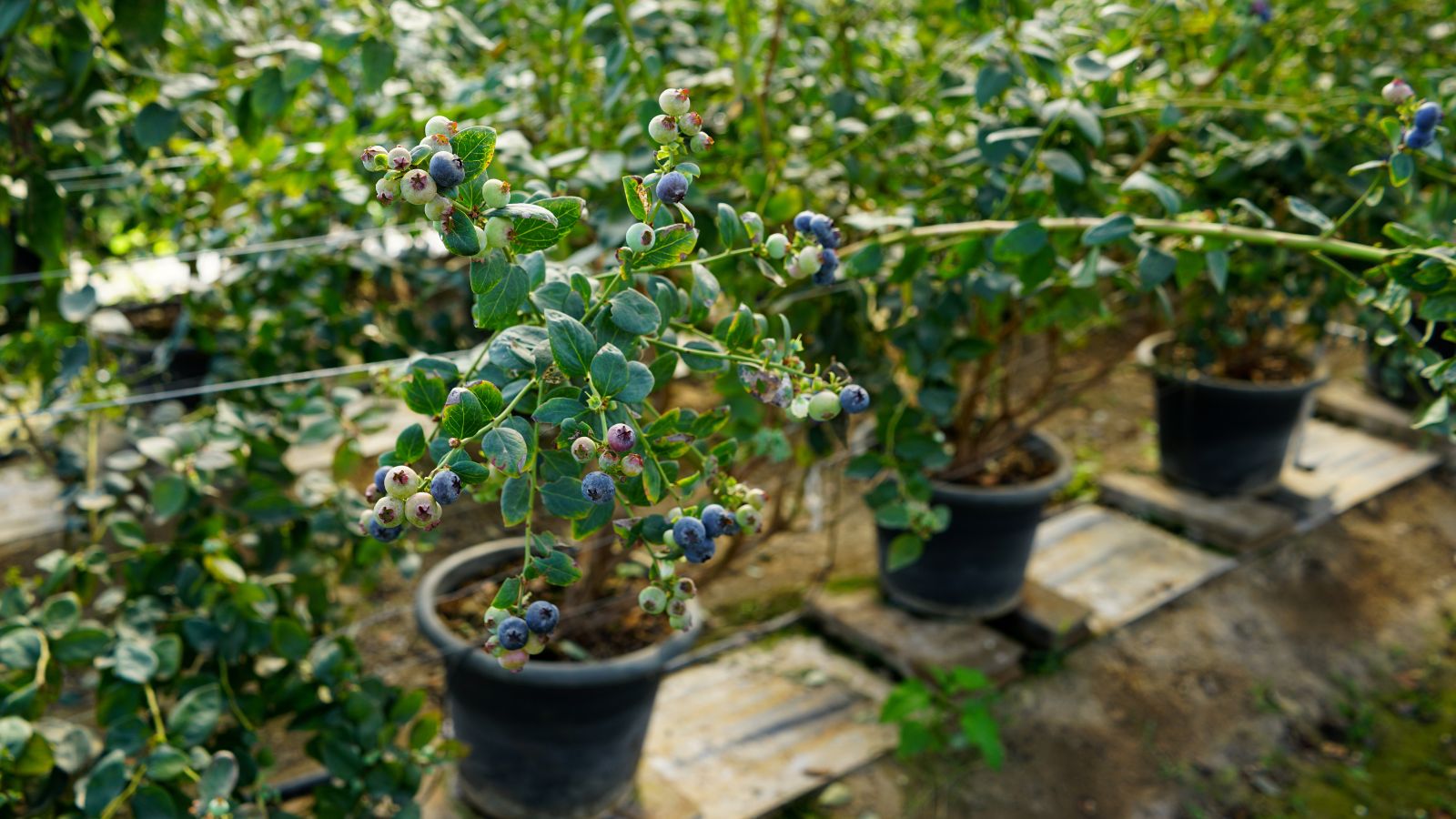 A shot of rows of individually potted shrubs and its fruits in a well lit area outdoors