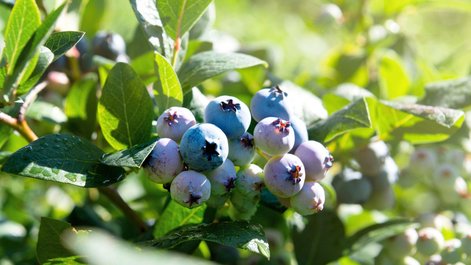 A shot of several developing fruits basking in bright sunlight outdoors