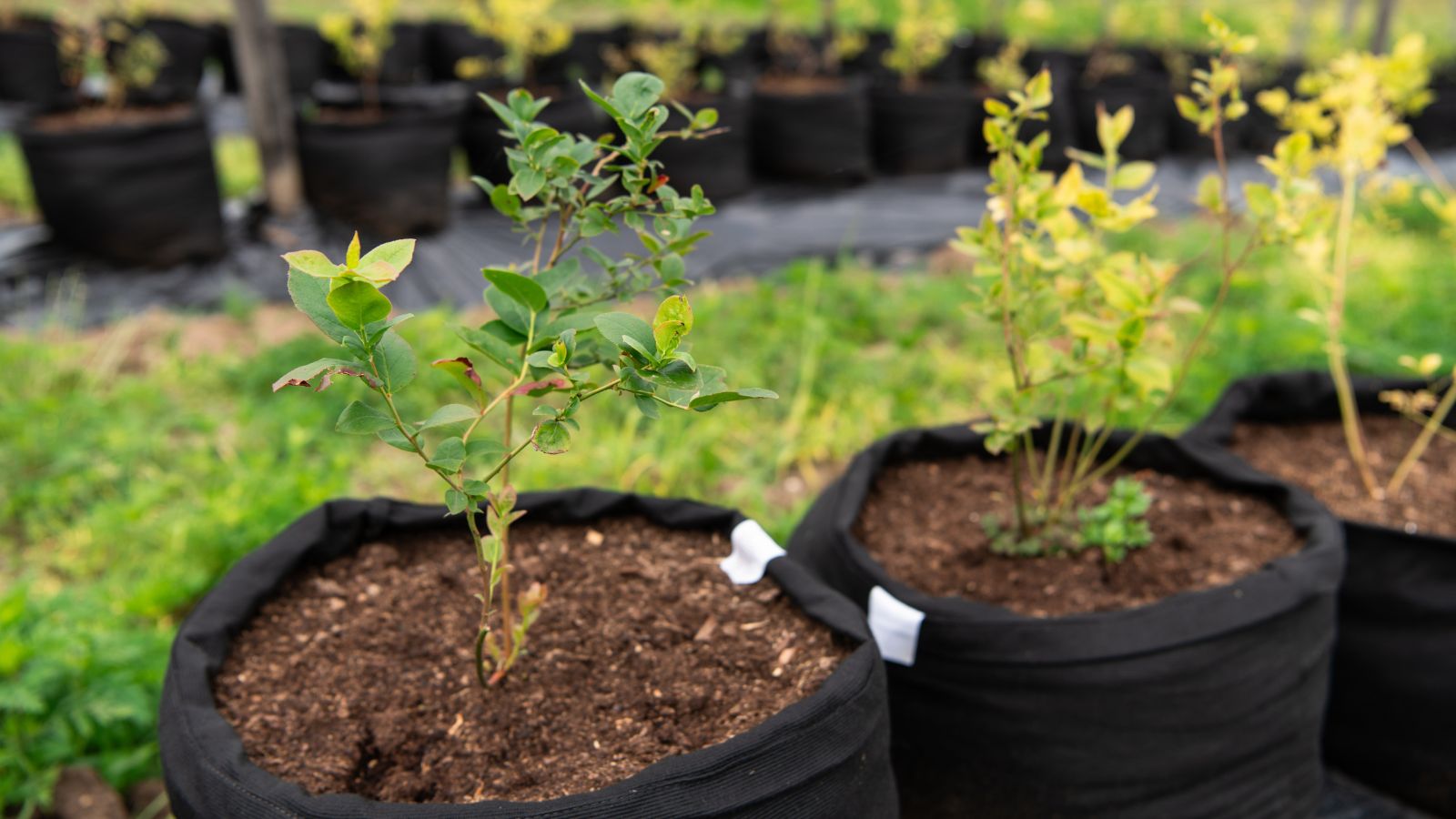 A shot of several developing seedlings of a fruit bearing bush