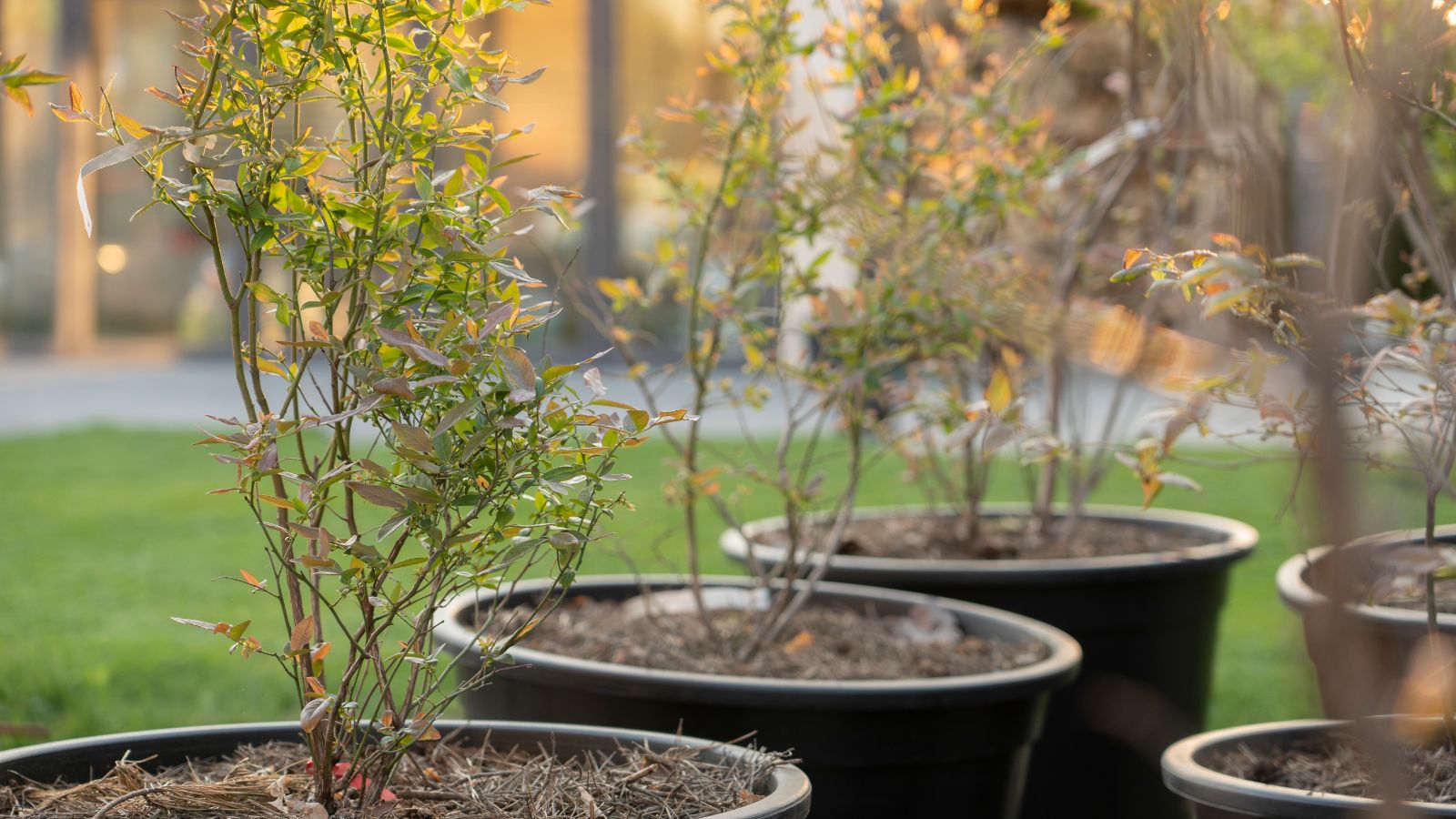 A shot of several developing young shrubs that is placed in individual pots outdoors