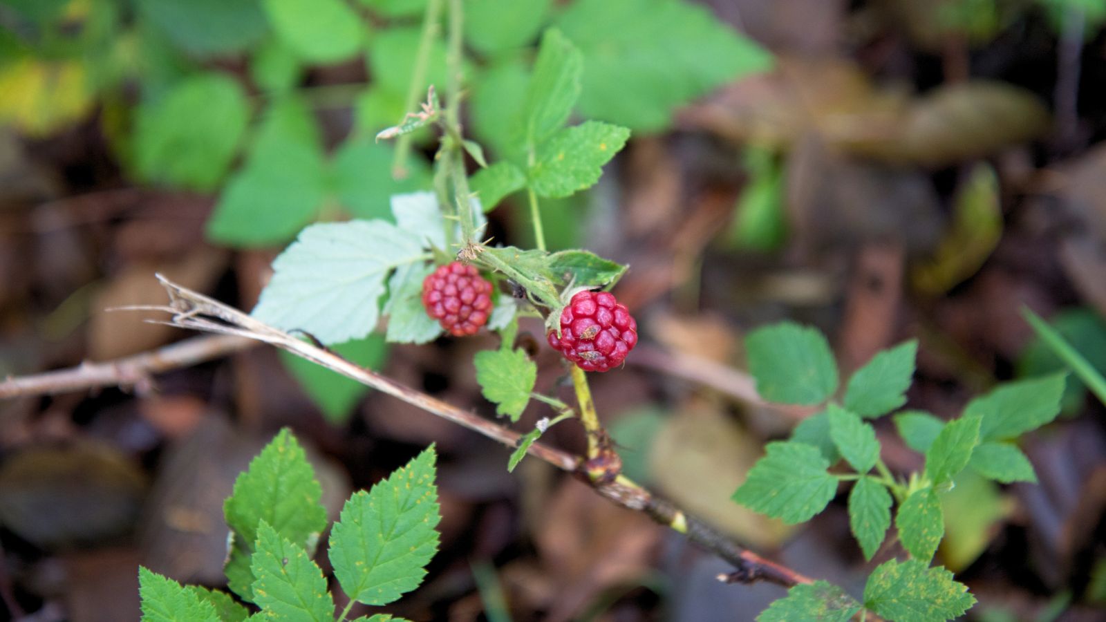 An overhead shot of developing fruits of a vine in a well lit area outdoors