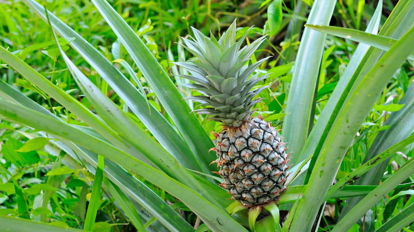 Ananas comosus plant with a developing fruit, appearing to have spiky skin surrounded by thick and sturdy leaves