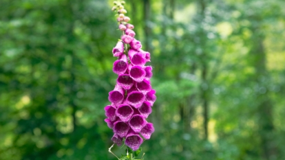 A deep colored Digitalis purpurea with vibrant pink hue appearing healthy while planted in the wild
