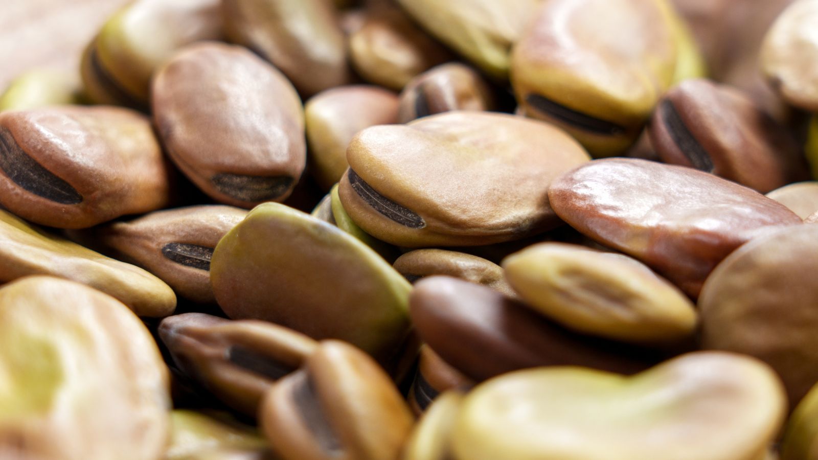 Dried Vicia faba seeds, placed in a pile with each seed placed on top of each other laid under bright light