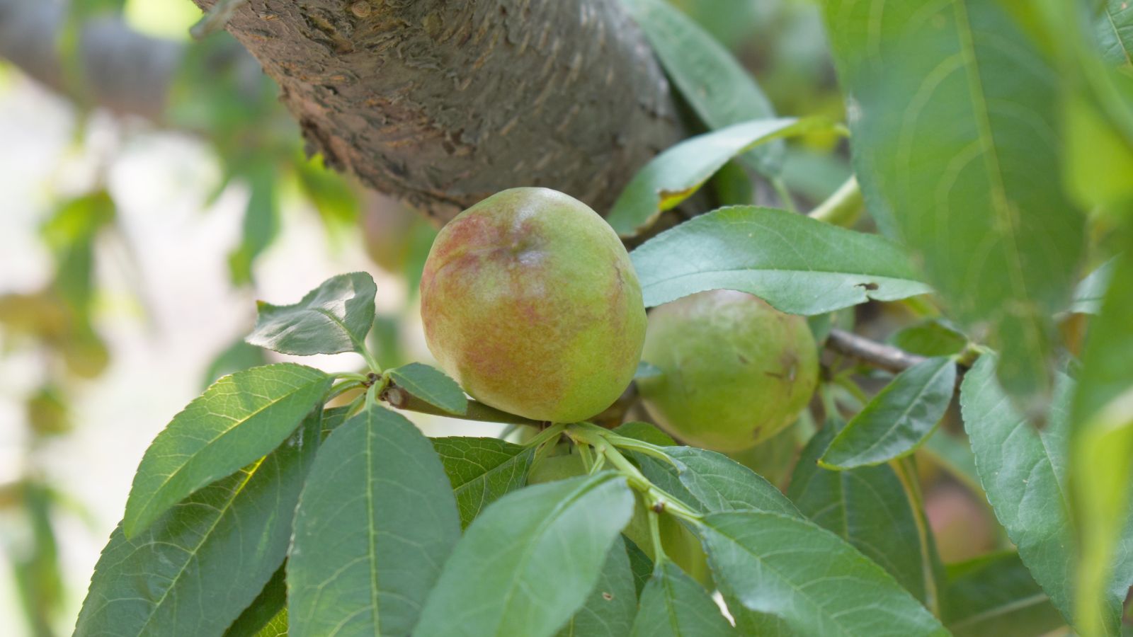 Green Prunus persica var. nucipersica fruits on a thick branch, surrounded by long green leaves
