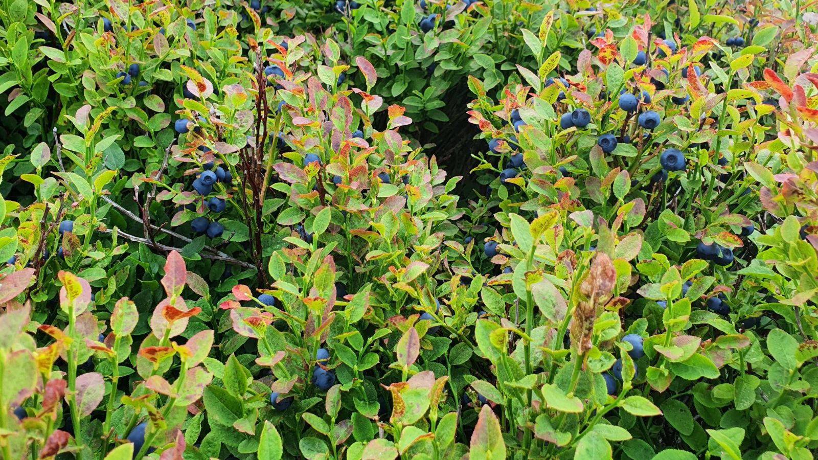 A shot of several developing Highbush shrubs and its fruits