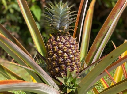 How to grow a pineapple plants with lovely and sturdy leaves, producing a healthy fruit in the center of the plant under warm sunlight