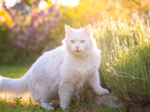 How to keep cats out of garden, showing a feline hanging out near a garden bed with lovely greens placed under the warm sunlight