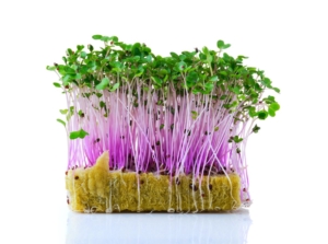 Countless sprouts of kohlrabi microgreens placed on a white surface with a white background