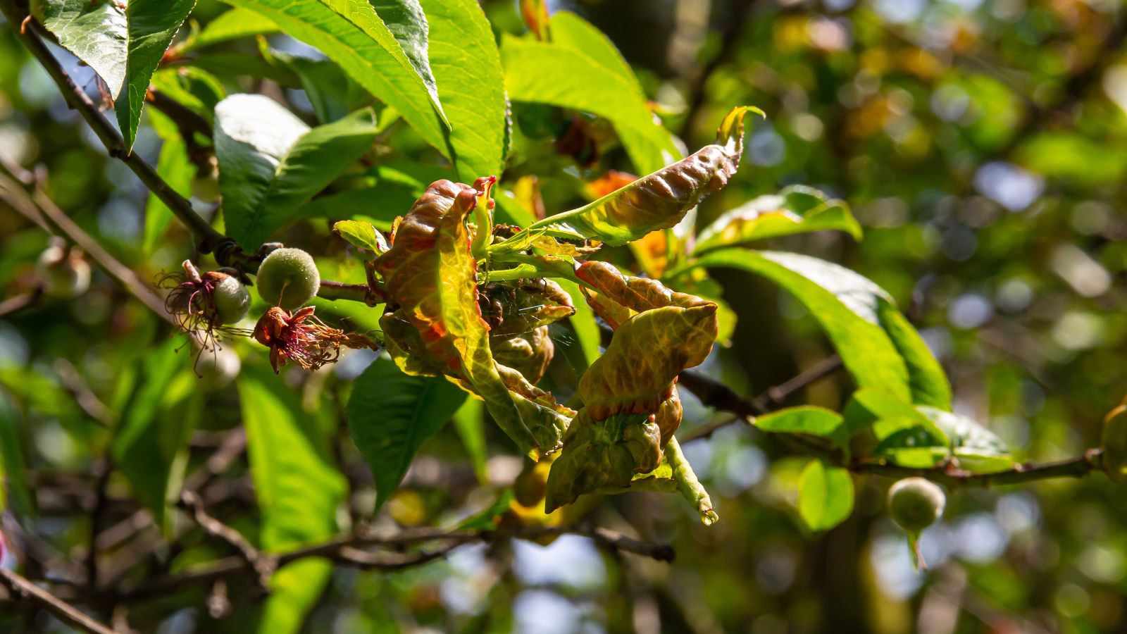 Leaf curl on a Prunus persica var. nucipersica plant, appearing to have diseased parts and leaves that look dry and curled
