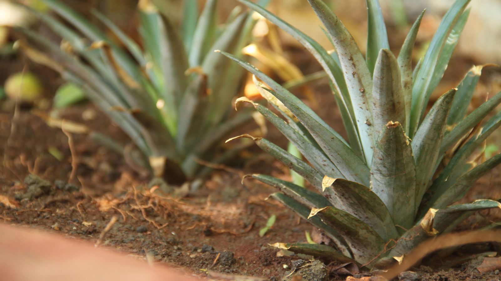 Lovely and strong Ananas comosus planted in dark brown soil inside a garden bed placed somewhere with sunlight