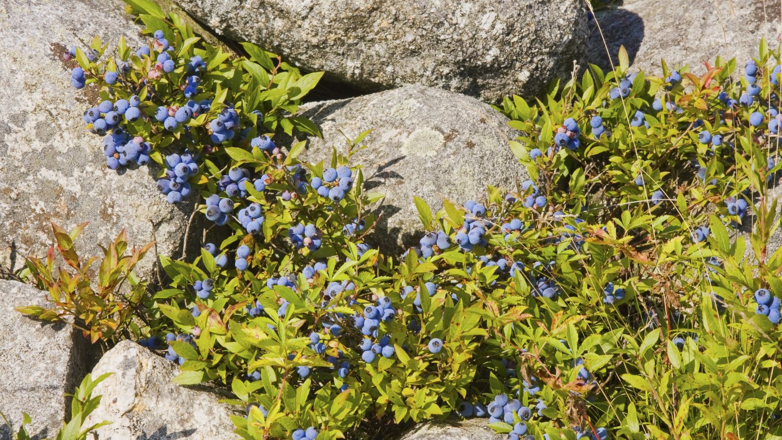 A shot of a Lowbush variety of shrub and its fruits in a rocky area outdoors
