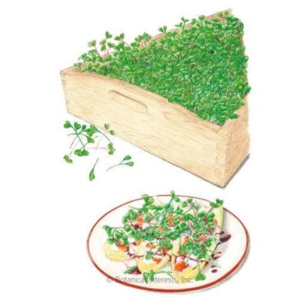 Illustration of Mellow Blend Microgreens with sprouts in a wooden tray and a plate of greens nearby