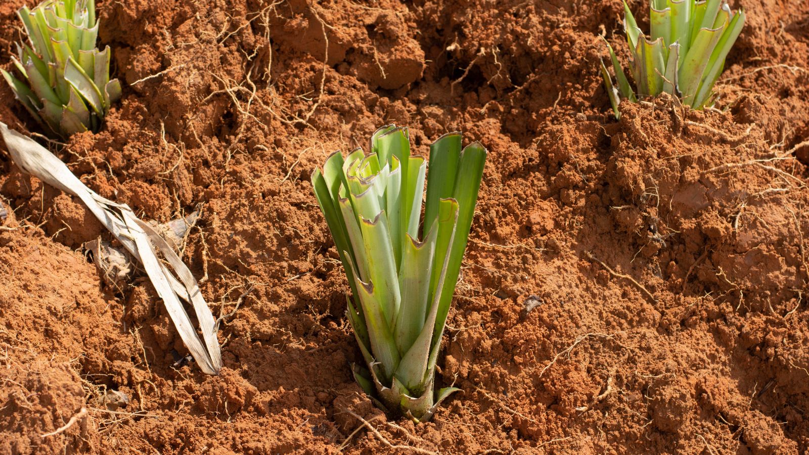Multiple Ananas comosus plant pieces placed in soil to grow fruits, appearing bright green under warm light