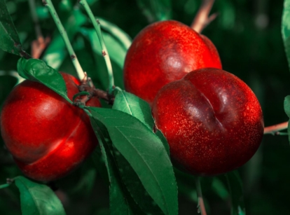 A lovely Nectarine Tree appearing to have multiple round and red fruits with smooth skin, surrounded by deep green leaves under the sunlight