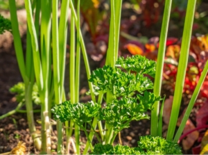 A closeup shot of Onion companion plants, including small sprigs of parsley beside tall allium greens looking healthy under warm sunlight