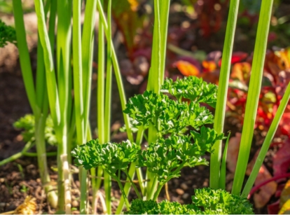 A closeup shot of Onion companion plants, including small sprigs of parsley beside tall allium greens looking healthy under warm sunlight